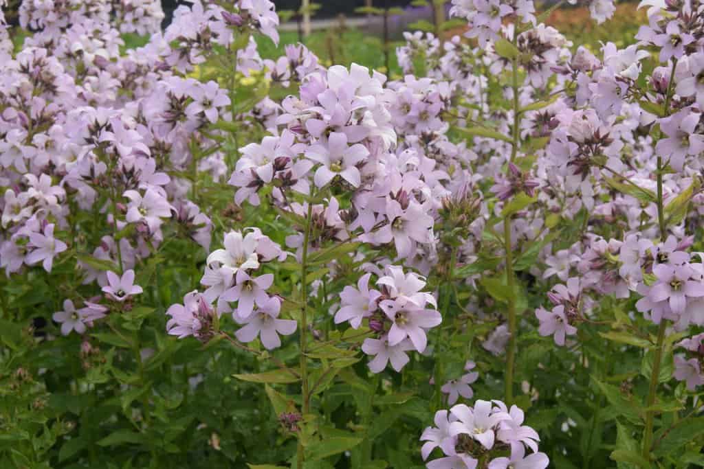 Campanula lactiflora 'Loddon Anna' ---